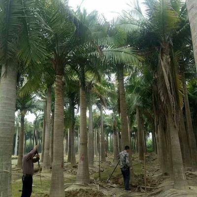 馬達加斯加椰子批發與園林綠化服務全指南 價格、聯系方式及圖片信息