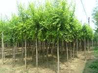 綠林園藝 構筑河北工程生態之美，專業提供花灌木與綠化工程服務
